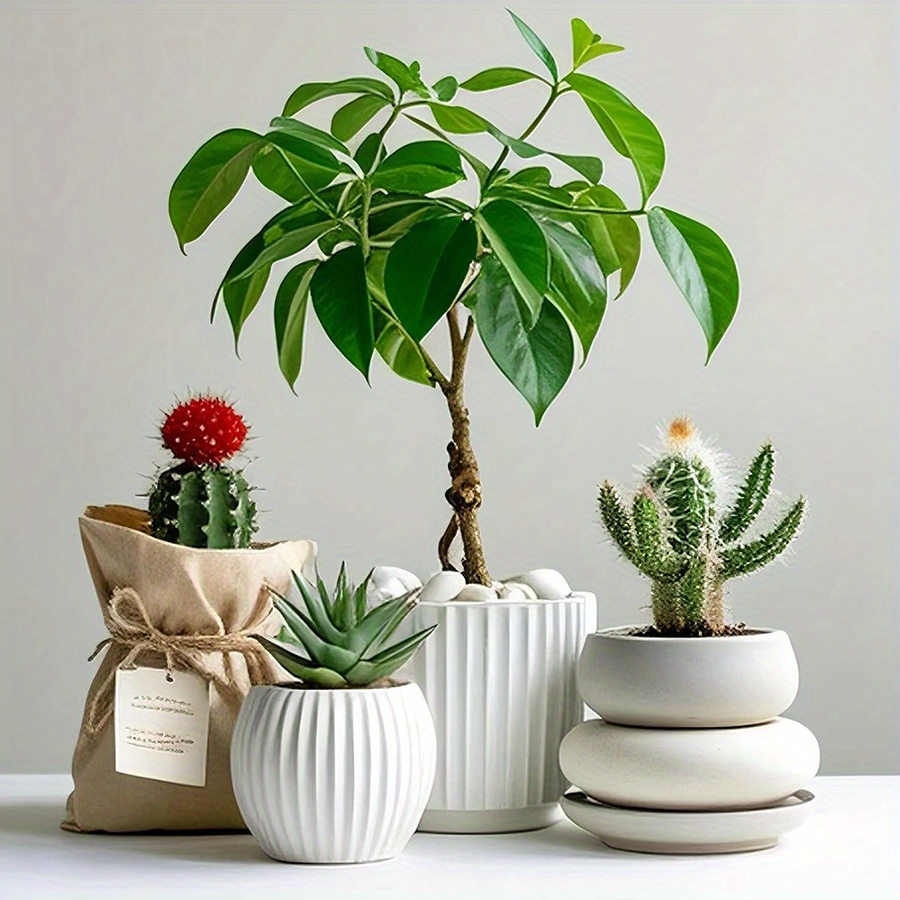 200/400 جرام الأبيض عالية مصقو - مراجعة Aquarium Marine Plants وسعره